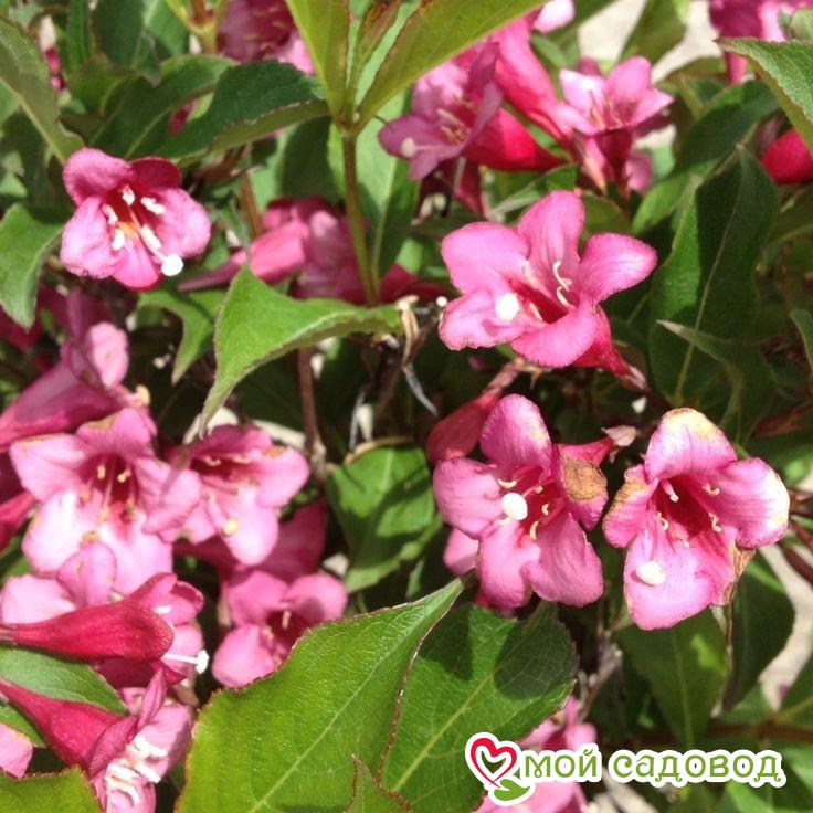 Вейгела цветущая "Румба"