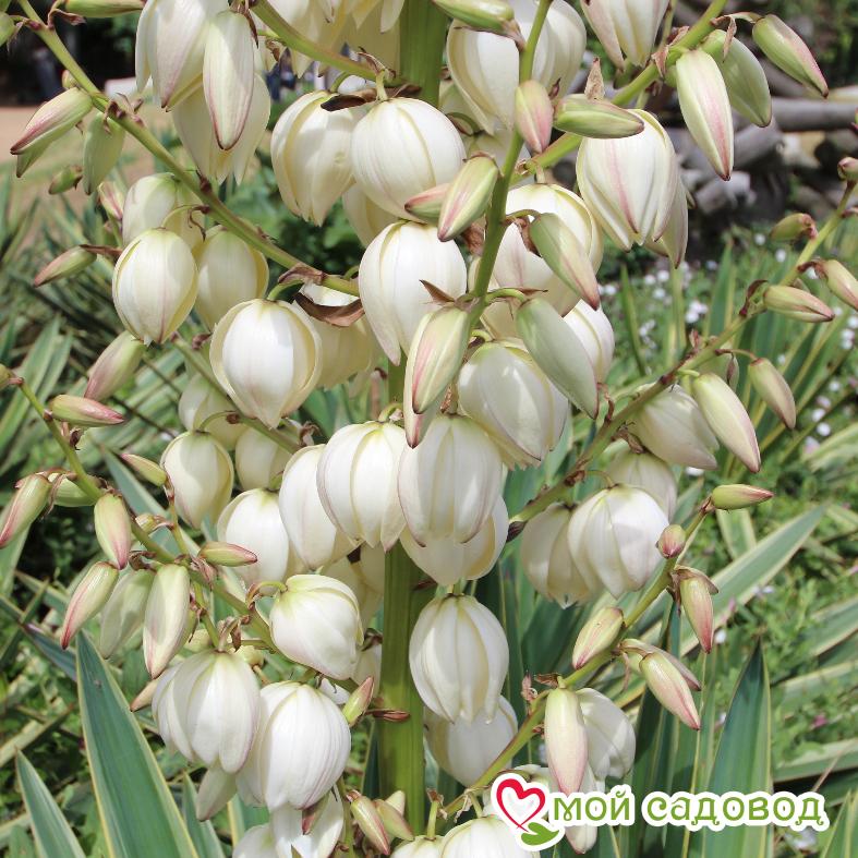 Юкка Сизая Свеча Господня