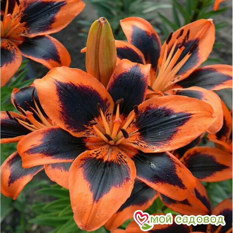 Лилия Дон Элиганс